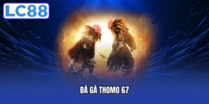 Đá Gà Thomo 67 - Khám Phá Sức Hút Và Mẹo Chơi Đỉnh Cao