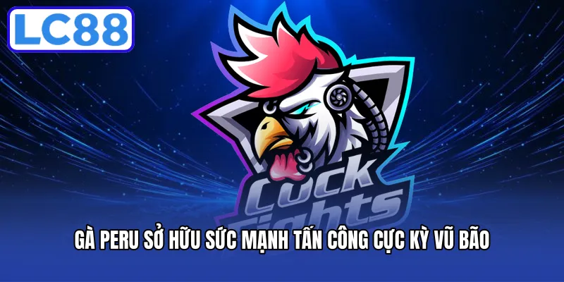 Gà Peru sở hữu sức mạnh tấn công cực kỳ vũ bão