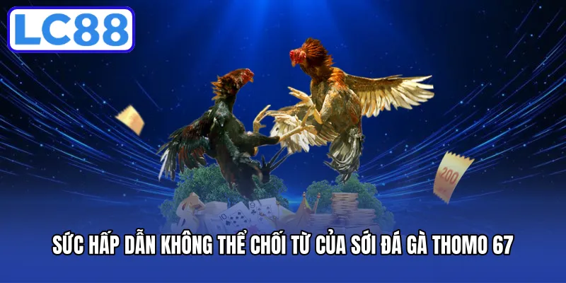 Sức hấp dẫn không thể chối từ của sới đá gà thomo 67
